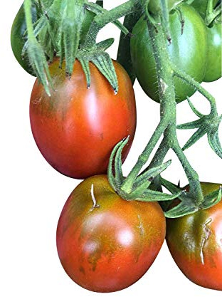 Tomate Black Icicle -Schwarzer Eiszapfen- 10 Samen