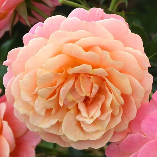 YouGarden Rose Peach Melba in 4 Litre Pot