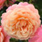 YouGarden Rose Peach Melba in 4 Litre Pot