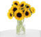 KENTIS - Bouquet di Fiori Veri - Mazzo di 10 Girasoli Veri - Mazzo di Fiori Freschi a Domicilio Regalo Anniversario con Biglietto Personalizzabile incluso