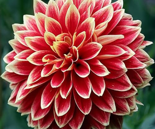 Winterhartes,Winterharte Zwiebeln,Dahlienzwiebeln,Natürlich,Seltene Pflanzen,Dahlien Knollen Winterhart MehrjäHrig,Dahlien Knollen Groß,Dahlia Pompon-6 Knollen-C