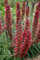 Roter Natternkopf Echium russicum f. nanum Samen' 20 Samen, stauden