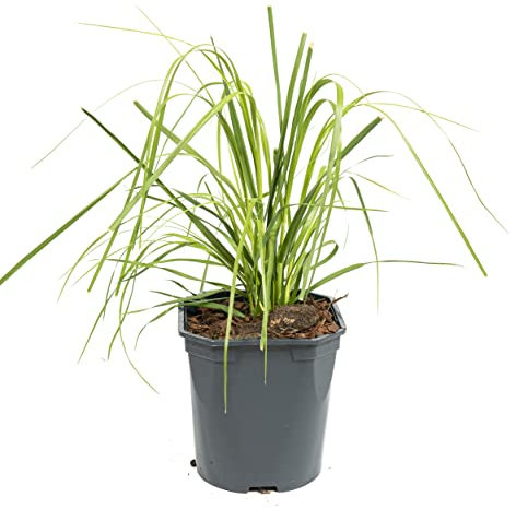 Citronella Natural (Cymbopogon Citratus) Hierba Limón Planta Insecticida