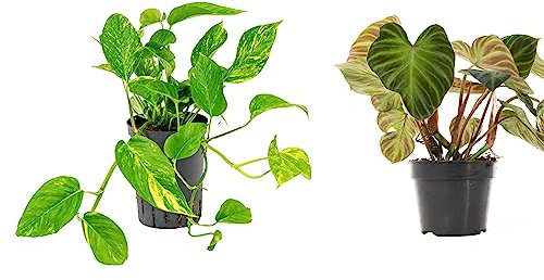 2 x Air Purifying Plants Philodendron Verrucosum, Golden POTHOS Scindapsus Epipremnum Aureum Devils Ivy in 10-12 cm pots