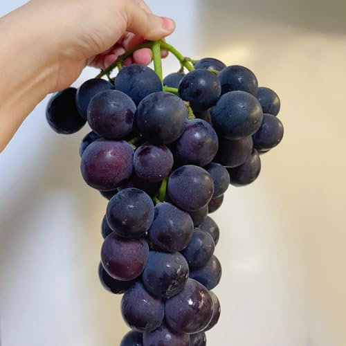 200 pcs Weintrauben Pflanzen Winterhart Samen Säulenobst, Nachhaltige Geschenke Trauben Pflanzen, Trauben Kernlos Bäume Garten Winterhart Saat Bio Geschenke Exotische Früchte GrüNpflanzen
