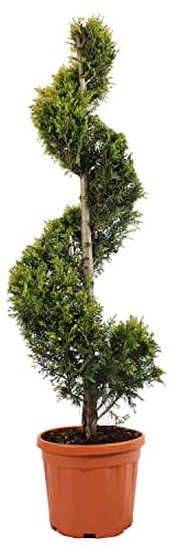 KENTIS - Cupressocyparis Leylandii Gold Rider con Decorazione Vaso in Juta - Cipresso Spirale Piante Vere da Esterno - Pianta da Giardino - H 140/160 cm Vaso Ø 30 cm