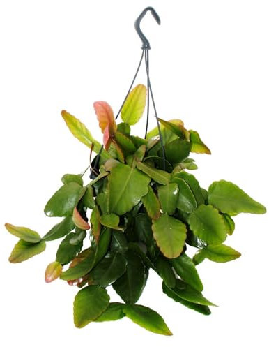 Exotenherz Urban Jungle Elegance Moderne Kakteen-Ampel mit toller Blattstruktur Rhipsalis pachyptera rubra 15cm