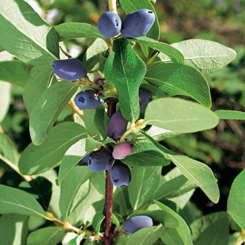 GARTEN SCHLÜTER® Lonicera
