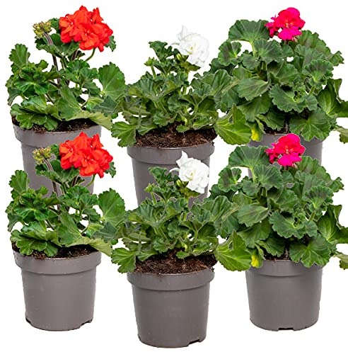 6x Pélargonium Mix Droit – Géranium – Annuel – Parfumé – ⌀10,5 cm - 15-20 cm