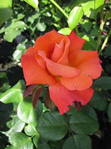 Edelrose Christoph Columbus® - Rosa Christoph Columbus® orangerot-kupfer - Duft ++ - ADR-Rose -