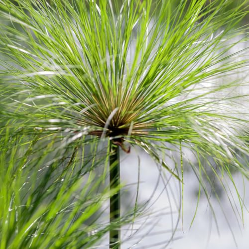 30 pcs Papyrus Pflanze Samen wasserpflanzen teich winterhart Cyperus papyrus ostergeschenk, pflanzen balkon exotische pflanzen kleines geschenk für frauen geschenk garten, samen balkon