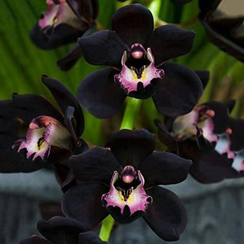 Haloppe 100 Stücke Schwarze Orchidee Blumen Pflanzen Samen für Hausgarten Pflanzen, Schwarze Orchidee Samen Cymbidium Blume Pflanze Home Office Garten Bonsai Decor Schwarze Orchideensamen
