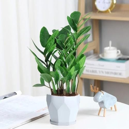 30 piezas Semillas de plantas de plumas de la suerte, semillas de variedades antiguas, plantas de interior. Zamioculcas zamiifolia semillas hierbas extremadamente resistentes plantas