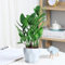 30 piezas Semillas de plantas de plumas de la suerte, semillas de variedades antiguas, plantas de interior. Zamioculcas zamiifolia semillas hierbas extremadamente resistentes plantas