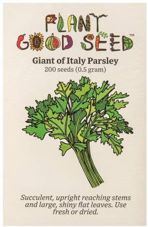 Plant Good Seed Organic Giant of Italy Parsley Seeds for Planting: Italian Heirloom Vegetable, Flat Dark Green Leaves - 200 Seed Packet