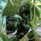 ANCHO GIGANTEA POBLANO, milde Chili, für Saucen oder zum Füllen,10 Samen, von unserer ungarischen Farm samenfest, nur organische Dünger, KEINE Pesztizide
