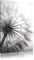 Pixxprint Schöne Pusteblume Kohle Zeichnung Effekt, Größe: 100x70cm, Leinwandbild, fertig gespannt, Wandbild, Dekoration, Kunstdruck, kein Poster