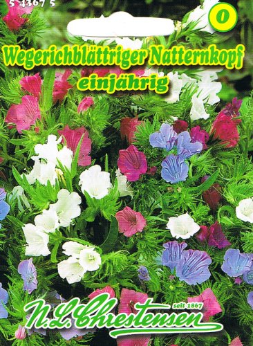 Wegerichblättriger Natternkopf, einjährig, Bienenweide, lange blühend, 'Echium plantagineum'
