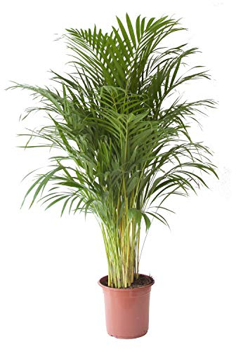 Choice of Green - Areca Dypsis Palm - Golden Cane Palm - Live Indoor Plant in Growerspot Diameter 24 cm - Height 125 cm - Quality from Holland - Fresh from The Grower
