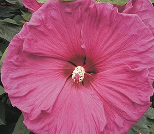 XXL Hibiscus moscheutos 'Jazzberry Jam' ® Riesenhibiskus Staudenhibiskus