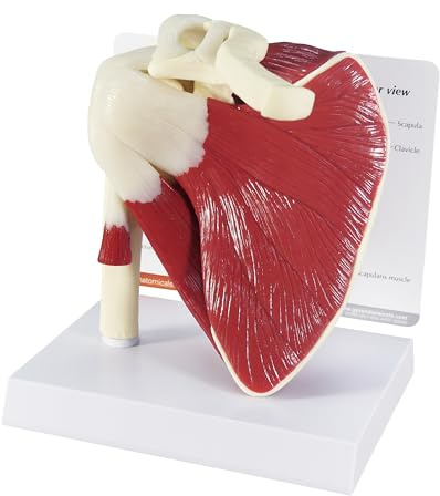 GPI Anatomicals 1810 Schulter Modell mit Muskeln