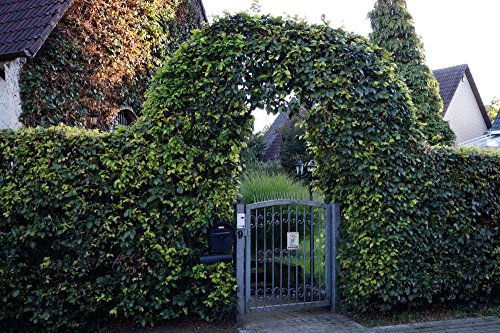 Rotbuchenhecke Containerware - Rotbuche Hecke - Fagus sylvatica, floranza® 60-80 cm hoch,