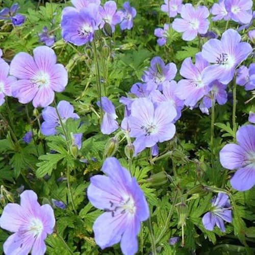6 x Geranium Himalayense - Himalaya Storchschnabel Topf 9x9cm