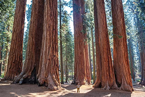 50 Samen Küstenmammutbaum Sequoia sempervirens Mammut Baum Redwood Rotholz