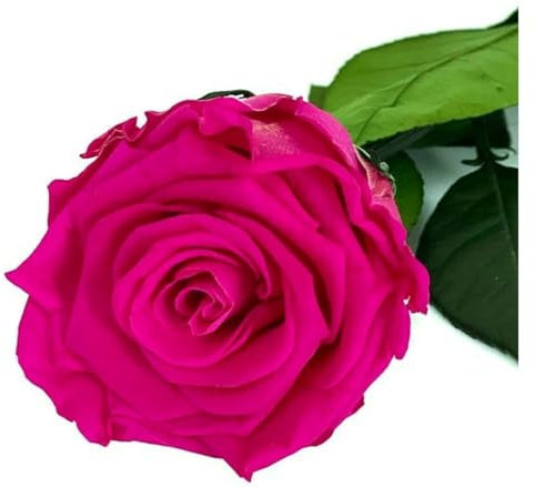 Rosa Eterna Color Fucsia 25 cm | Eterna | Duradera | Regalo | Decoración del hogar | Exclusiva | para sorprender | Recuerdo