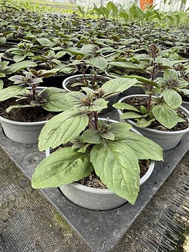 Strauchbasilikum ‘Magic Blue’ (Ocimum kilimandscharicum × basilicum) – mehrjährig, bienenfreundlich & aromatisch – im 12cm Topf aus deutscher Gärtnerei (2)