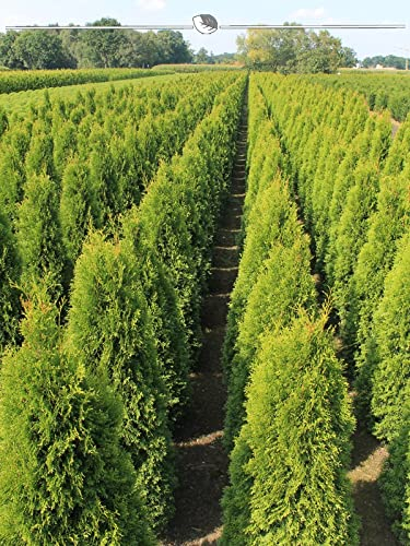 Lebensbaum Thuja Smaragd 80-100 cm im Topf. 3x immergrüne Thuja Heckenpflanze