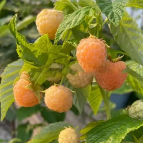 1000 Pcs Graines de Framboise pour Plantation, Plantes Vivaces, Graines de Baies Riches en Vitamines pour Jardin et Terrasse (Jaune)
