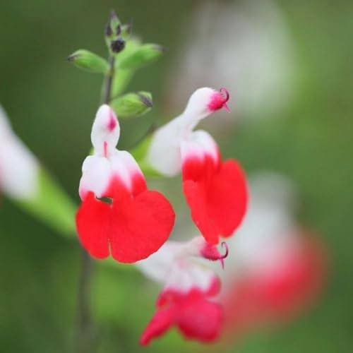 Plant Theory 9cm Pot Salvia Hot Lips Salvia Perennial