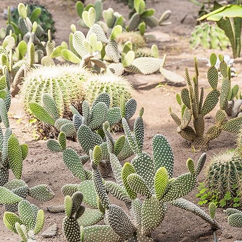 300 pcs Kakteen kaktus samen, Kaktus Pflanze, samen zimmerpflanzen (Opuntia dillenii) winterharte kübelpflanzen deko wohnzimmer mini kakteen pflanzentopf gartendeko für draußen kaktus