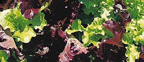 1250 Seeds of Lettuce Loose Leaf Red and Green Mix