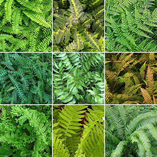 Mélange de 3 Fougères Résistantes GardenersDream - Plantes Naturelles pour L'Exterieur - Vivaces Evergreen pour Jardin - Plantes en Pot & Balcon - Couvre-Sol Résistantes à l'Hiver