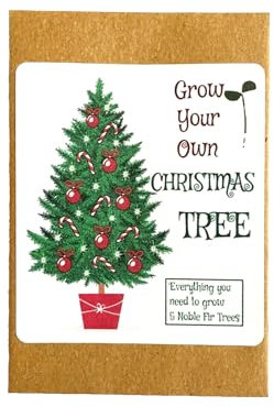 Grow Your Own Christmas Tree 5 Noble Fir Seeds Festive Stocking Filler Gift, Christmas eve Box GCT2