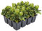 Bodendecker, Pachysandra terminalis, Dickmännchen, immergrün, winterhart, pflegeleicht, Schattenpflanze, Bodendecker, dichter Wuchs