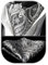 HISDERN Krawattenschal Silber Herren Paisley Hochzeit Ascot Krawatte Taschentuch Business Blumen Halstuch und Einstecktuch Set