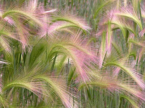 250 Ornamental Squirrel Grass Seeds - Hordeum Jubatum - Foxtail Barley - 250 Seeds