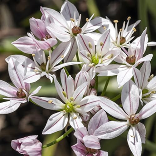 Allium Cameleon - 10 Zwiebeln Zierlauch/Kugellauch - Blumenzwiebeln zum Pflanzen und Verwildern, weiß-rosa Blüten, mehrjährig, winterhart von Garten Schlüter