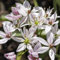Allium Cameleon - 10 Zwiebeln Zierlauch/Kugellauch - Blumenzwiebeln zum Pflanzen und Verwildern, weiß-rosa Blüten, mehrjährig, winterhart von Garten Schlüter