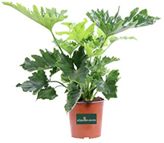 Pianta di Filodendro Philodendron Selloum o Philodendron Bipinnatifidum Shangri La pianta ornamentale da esterno e interno pianta vera venduta da eGarden.store