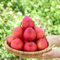 birnenbaum winterhart samen,birnen baum - exotische pflanzen samen, alte sorten saatgut birnbaum samen saatgut alte sorten, zwergobstbäume hochbeet, obstbaum gartenpflanzen, exotische 10pcs