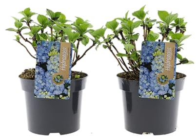 Hydrangea macrophylla Hortensie 2 Liter Topf 25–35 cm Blühstrauch für Garten Terrasse und Balkon (2, Blau)