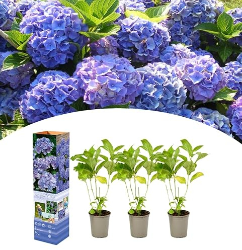 NatureNest, Hortensien, Hydrangea macrophylla, Blau, 3 Stück, 30-38 cm, Gartenpflanzen, Ziersträucher