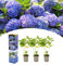 NatureNest, Hortensien, Hydrangea macrophylla, Blau, 3 Stück, 30-38 cm, Gartenpflanzen, Ziersträucher