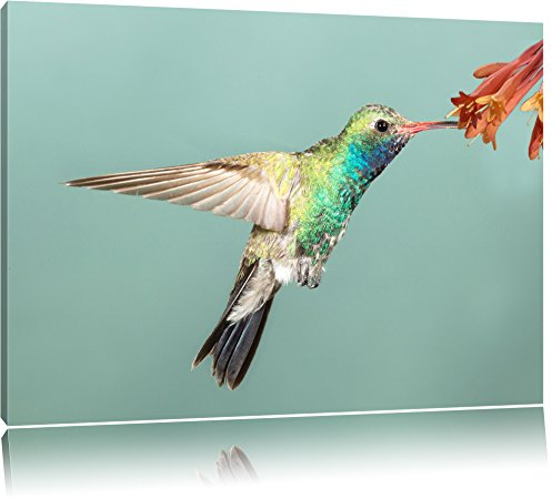 Pixxprint Bunter Kolibri, Größe: 100x70cm, Leinwandbild, fertig gespannt, Wandbild, Dekoration, Kunstdruck, kein Poster