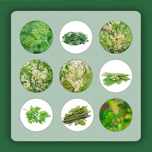 12 pcs moringa samen - kräuterlinge plants winterharte pflanzen für garten,Moringa oleifera, gemüsepflanzen jungpflanzen winterharte kübelpflanzen heilkräuter ausgefallene geschenke