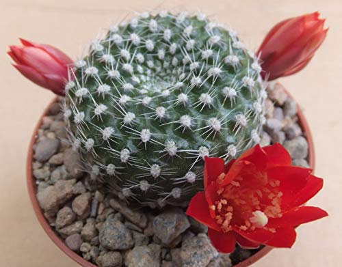 Rebutia krainziana cactus argentino con fiori rossi e spine corte di 4 cm